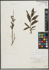 Foto von Salix purpurea L. x Salix viminalis L.